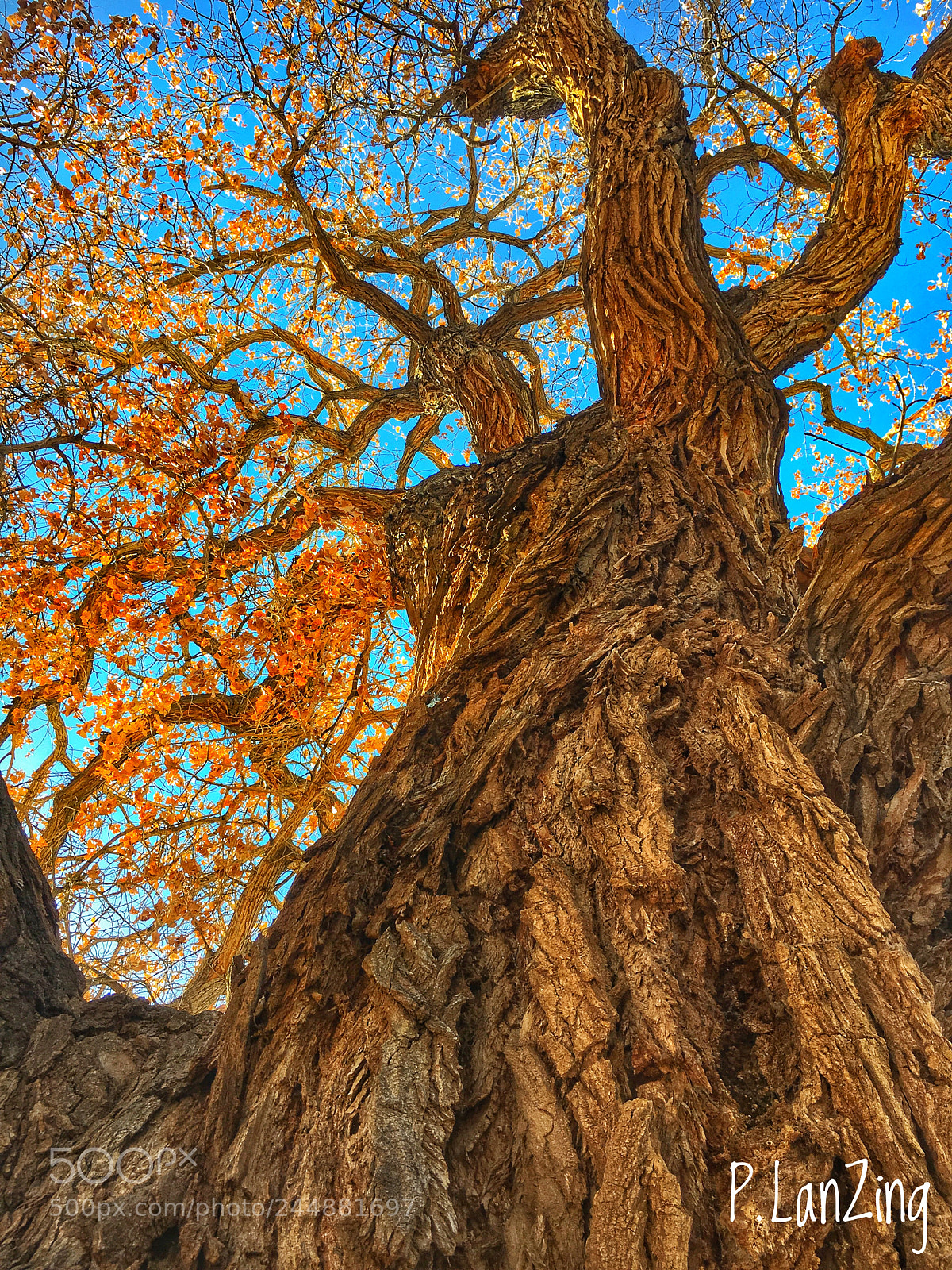 Apple iPhone 6s sample photo. Old cottonwood tree photography