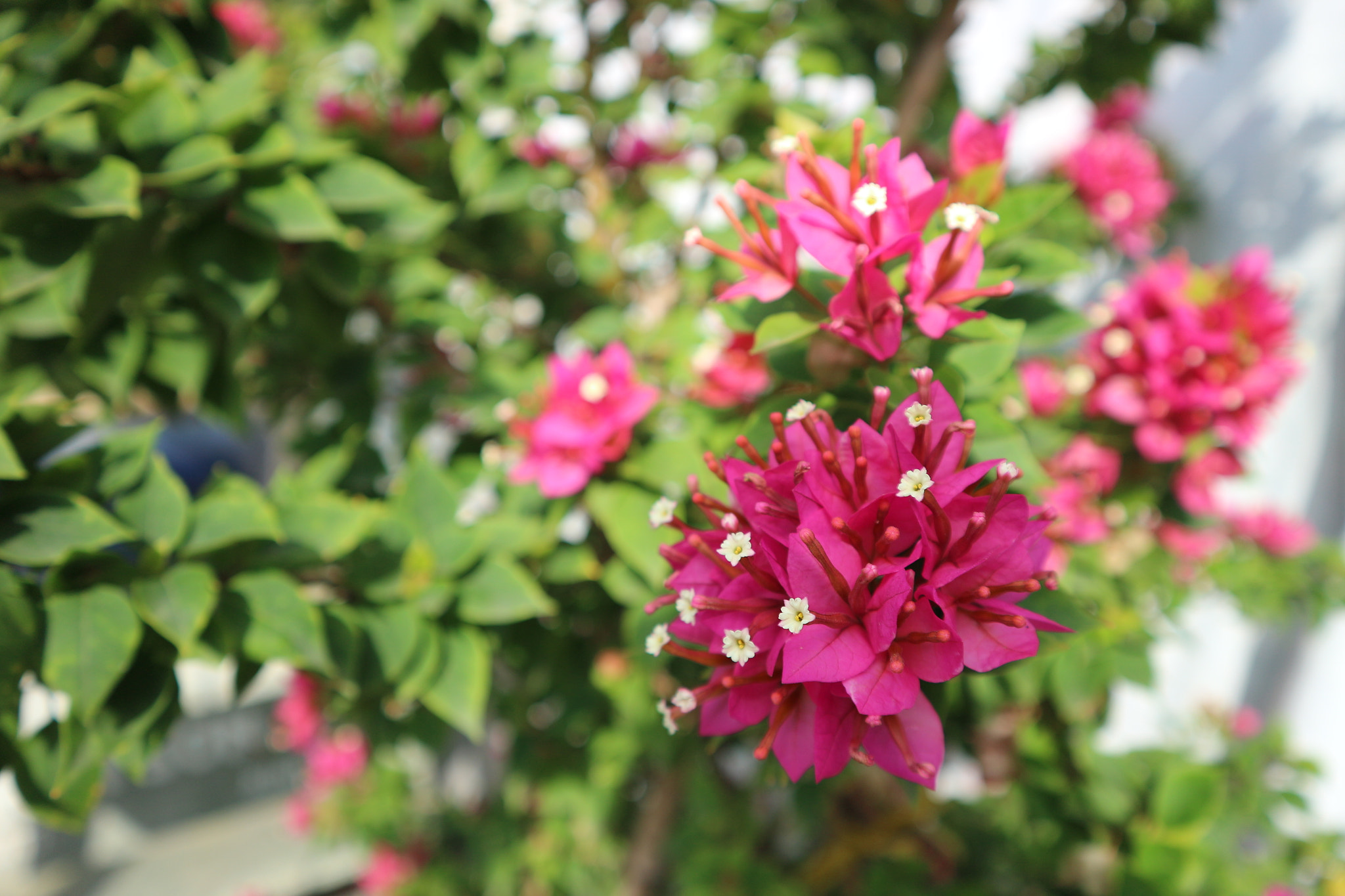 Canon EOS M10 sample photo. Bougainvillaea photography