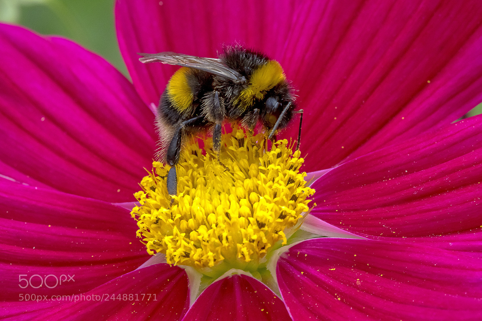 Canon EOS 7D Mark II sample photo. Bumble bee photography