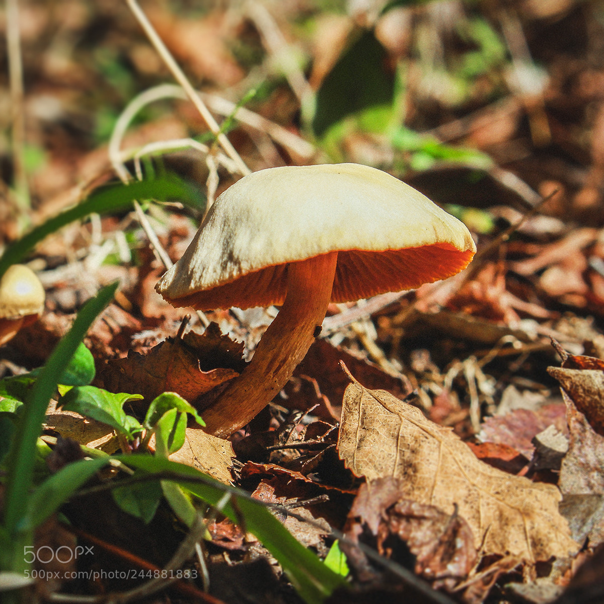 Canon EOS 700D (EOS Rebel T5i / EOS Kiss X7i) sample photo. Fungus photography