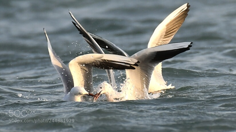 Nikon AF-S Nikkor 200-500mm F5.6E ED VR sample photo. Gulls photography