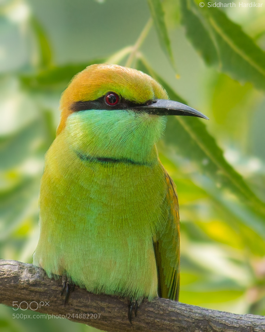 Canon EOS 60D sample photo. Green bee eater photography