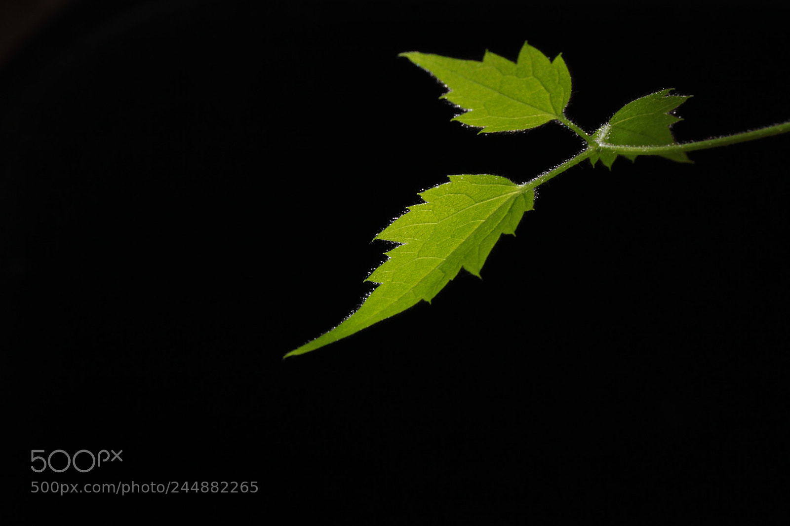 Canon EOS 50D sample photo. Leaves photography