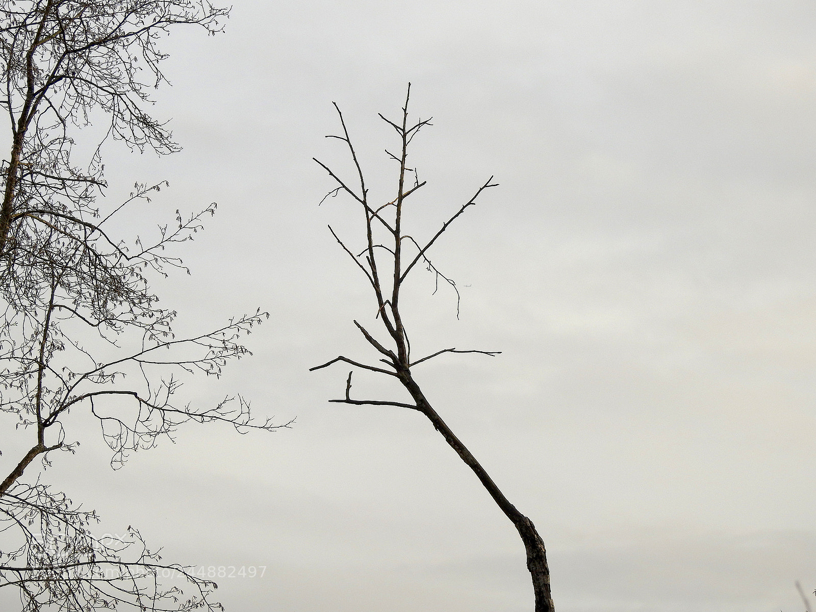 Nikon Coolpix P900 sample photo. Tree photography