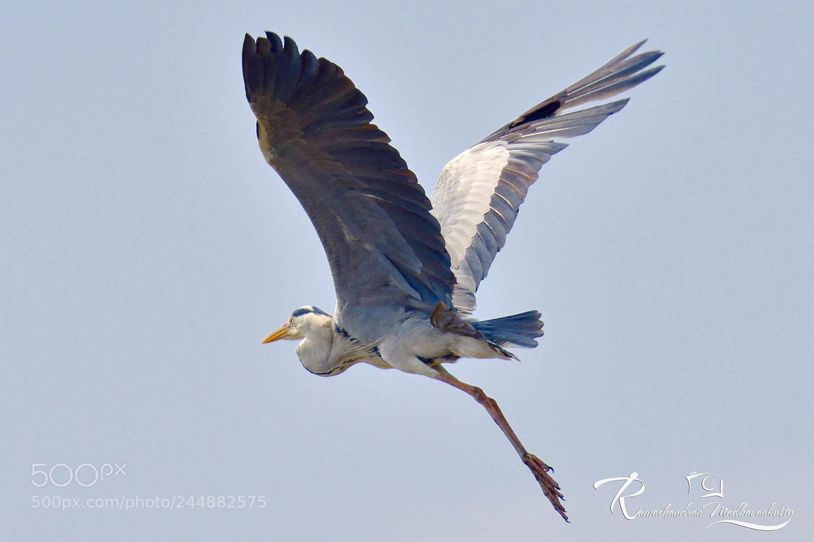 Nikon D500 sample photo. Grey heron - flight photography