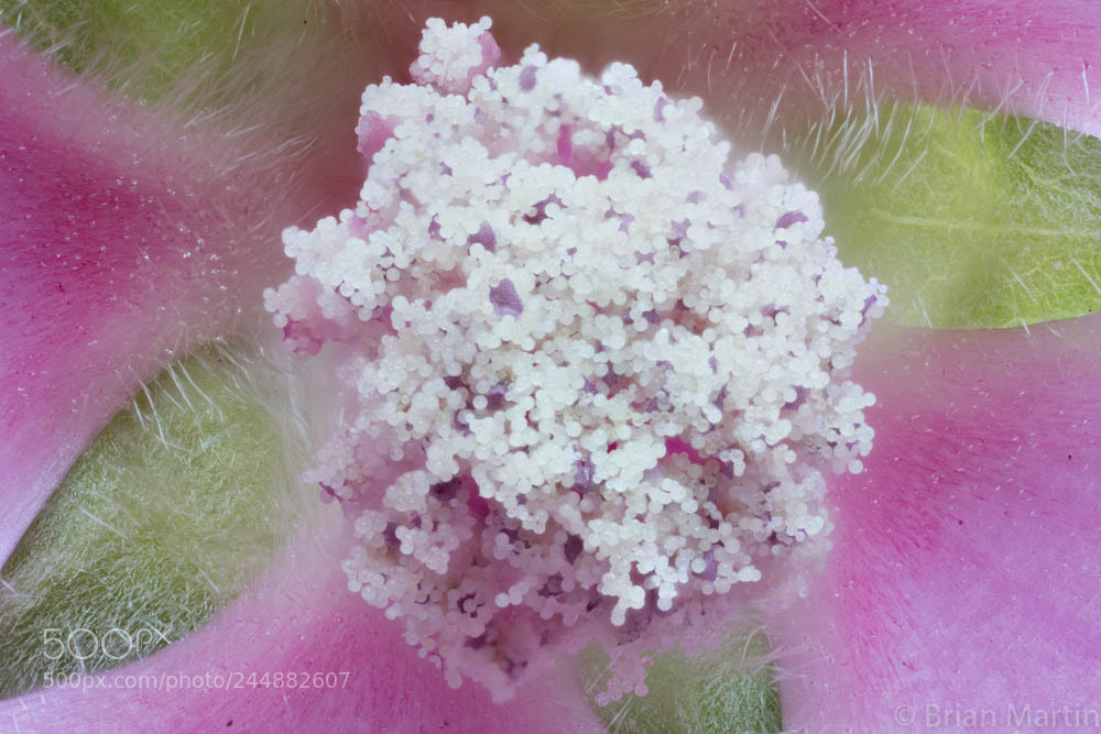 Sony a7R II sample photo. Zs pmax photography