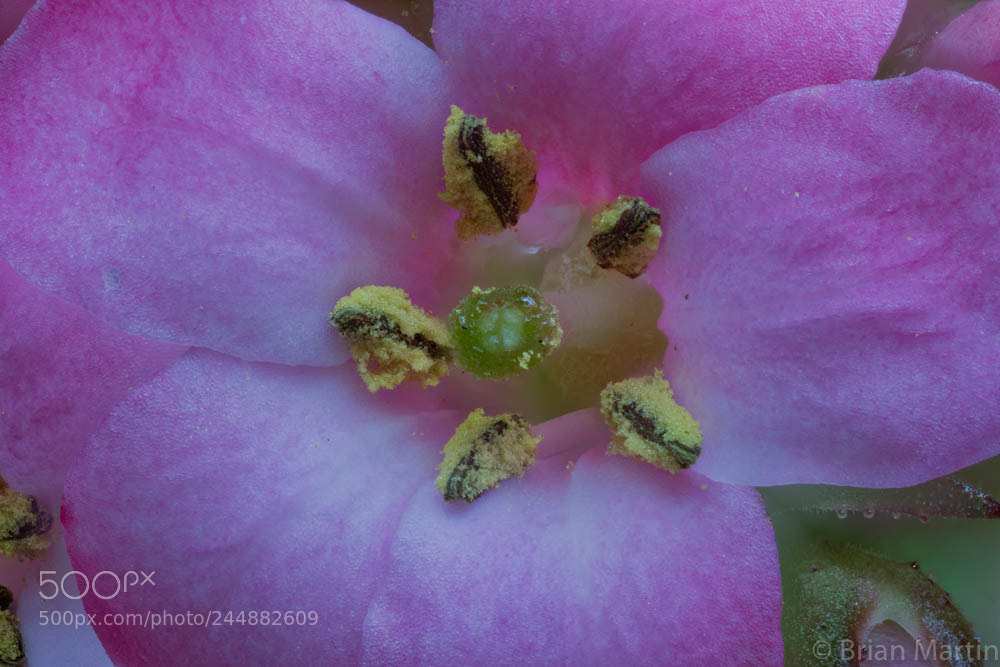 Sony a7R II sample photo. Zs pmax aurorahdr photography