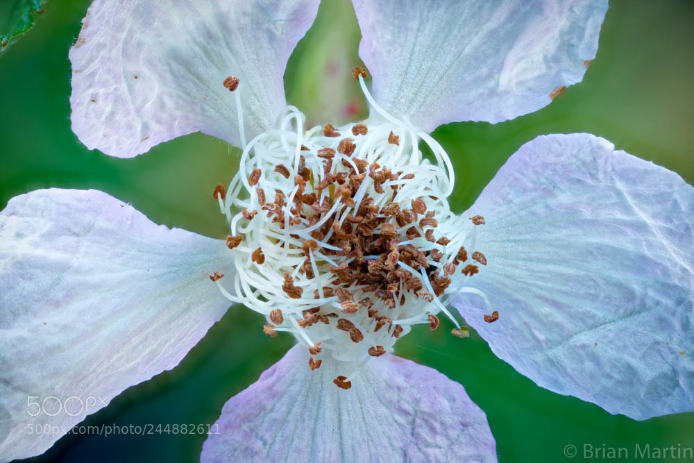 Sony a7R II sample photo. Zs pmax edit photography