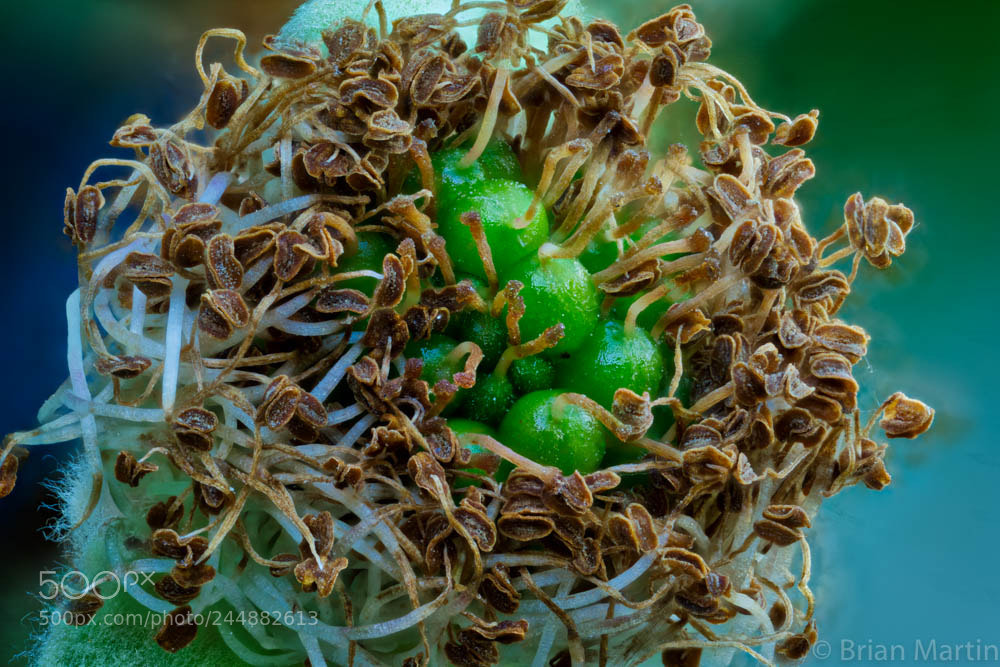 Sony a7R II sample photo. Zs pmax aurorahdr photography