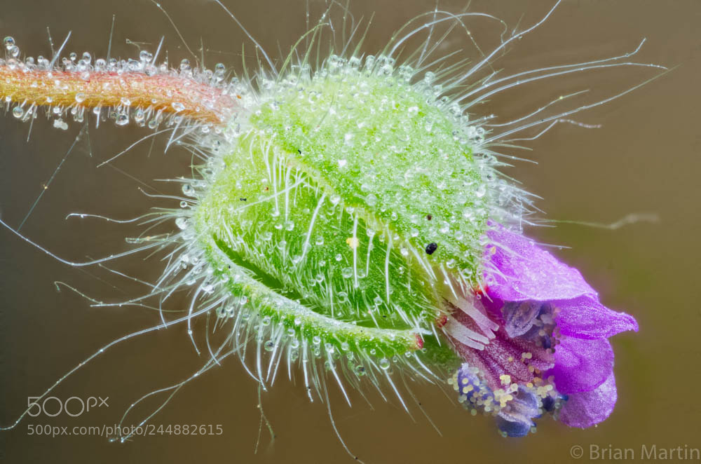 Sony a7R II sample photo. Zs pmax edit photography