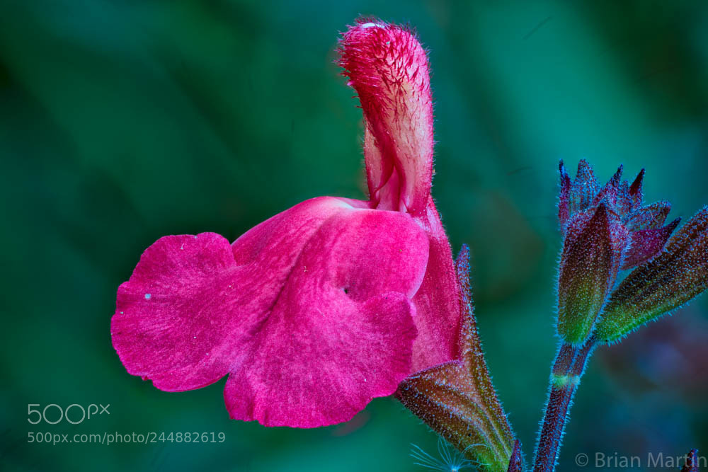 Sony a7R II sample photo. Zs pmax aurorahdr photography