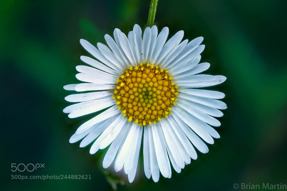 Sony a7R II sample photo. Zs pmax edit photography