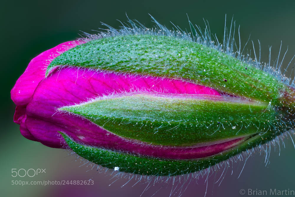 Sony a7R II sample photo. Zs pmax edit photography