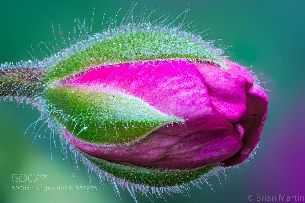 Sony a7R II sample photo. Zs pmax edit photography