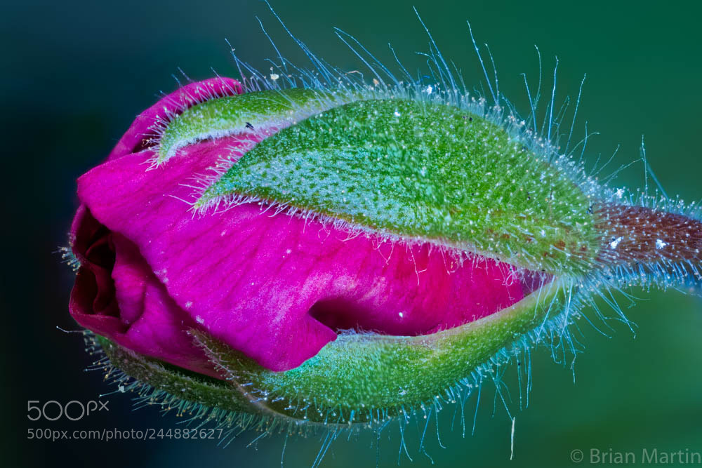Sony a7R II sample photo. Zs pmax edit photography