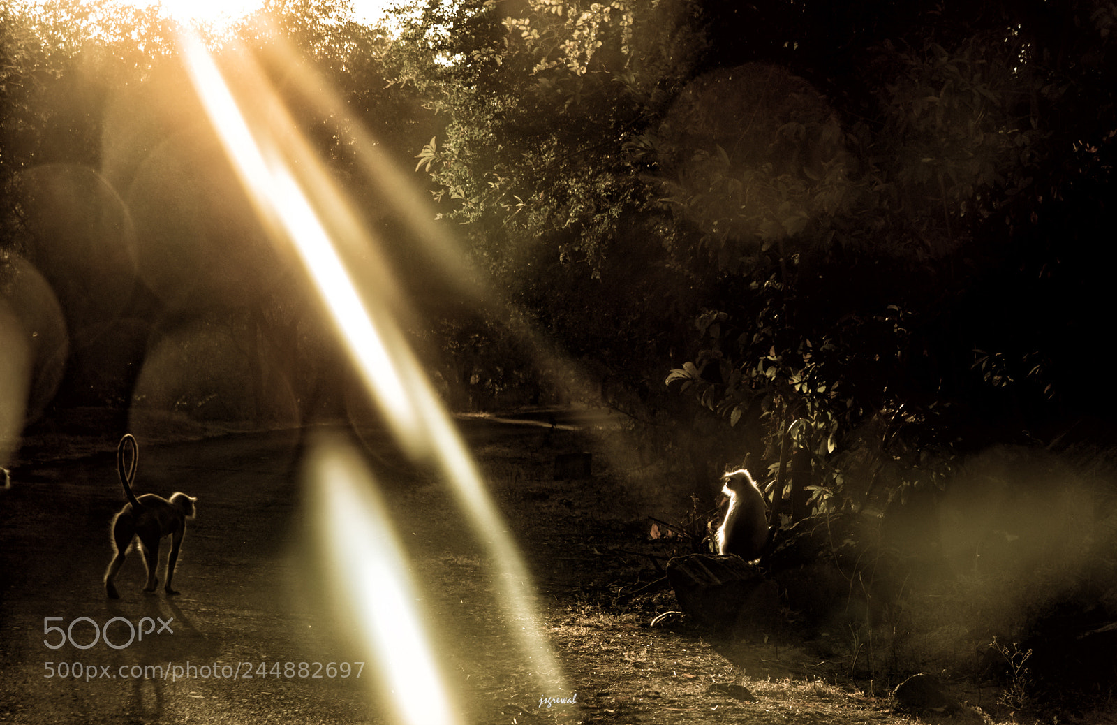Nikon D5500 sample photo. Morning lights photography