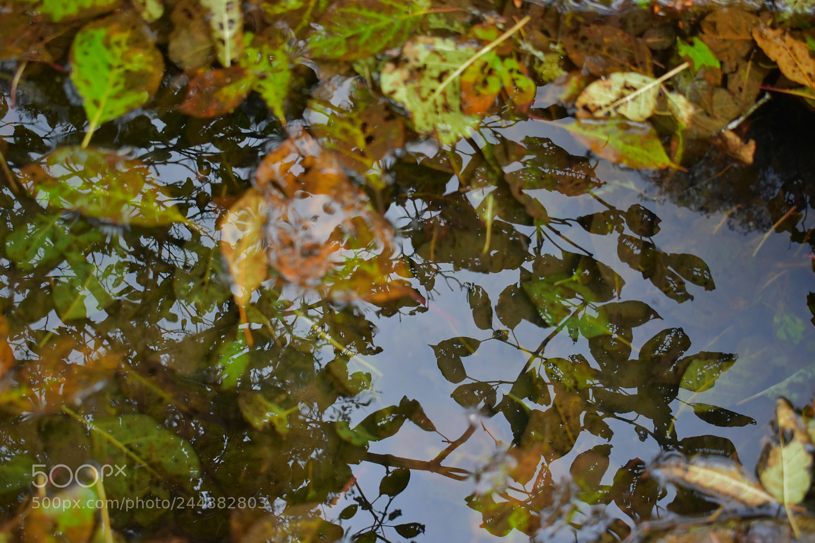 Nikon D3400 sample photo. Reflection. photography
