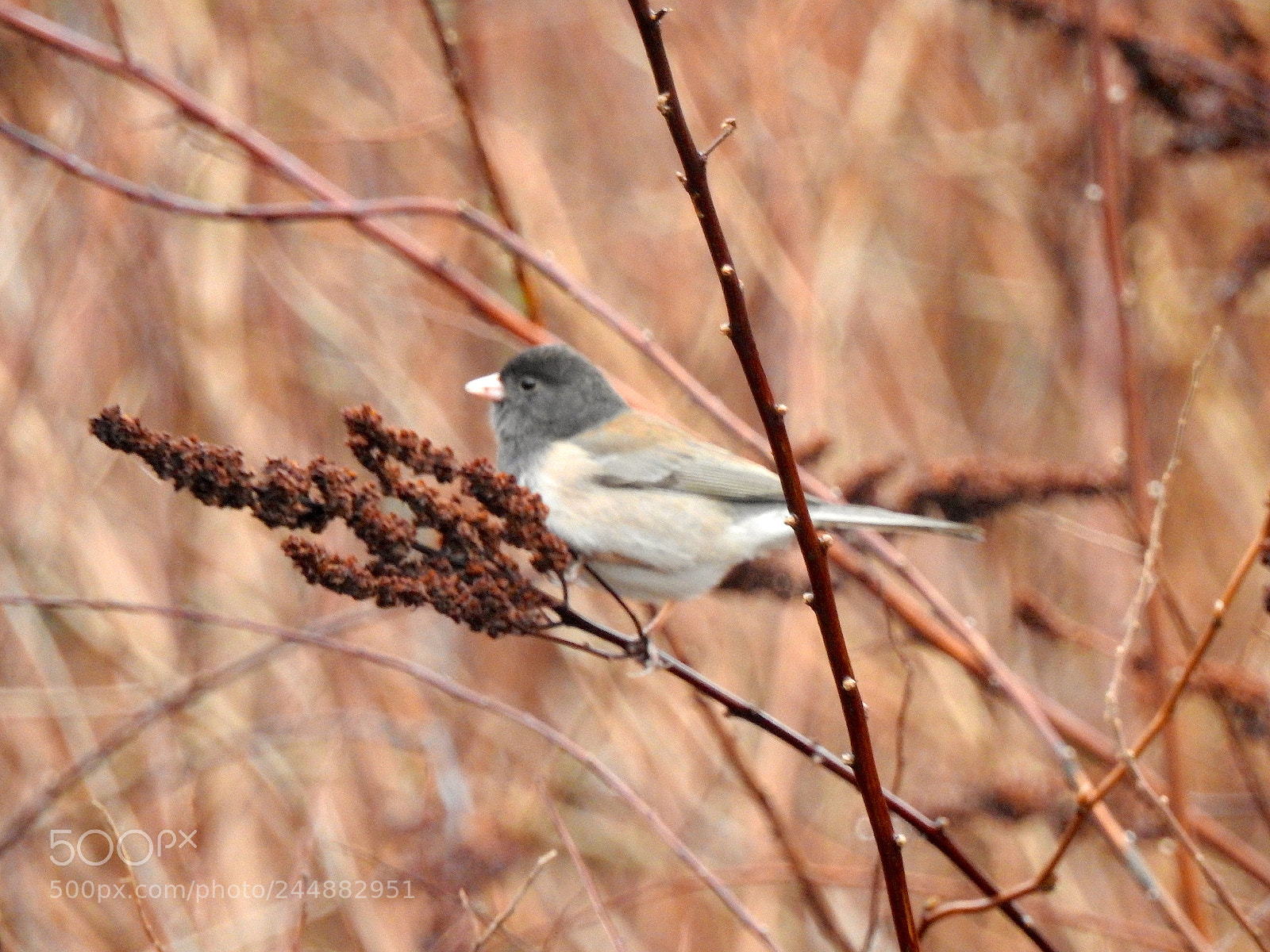Nikon Coolpix P900 sample photo. Romantic junco photography