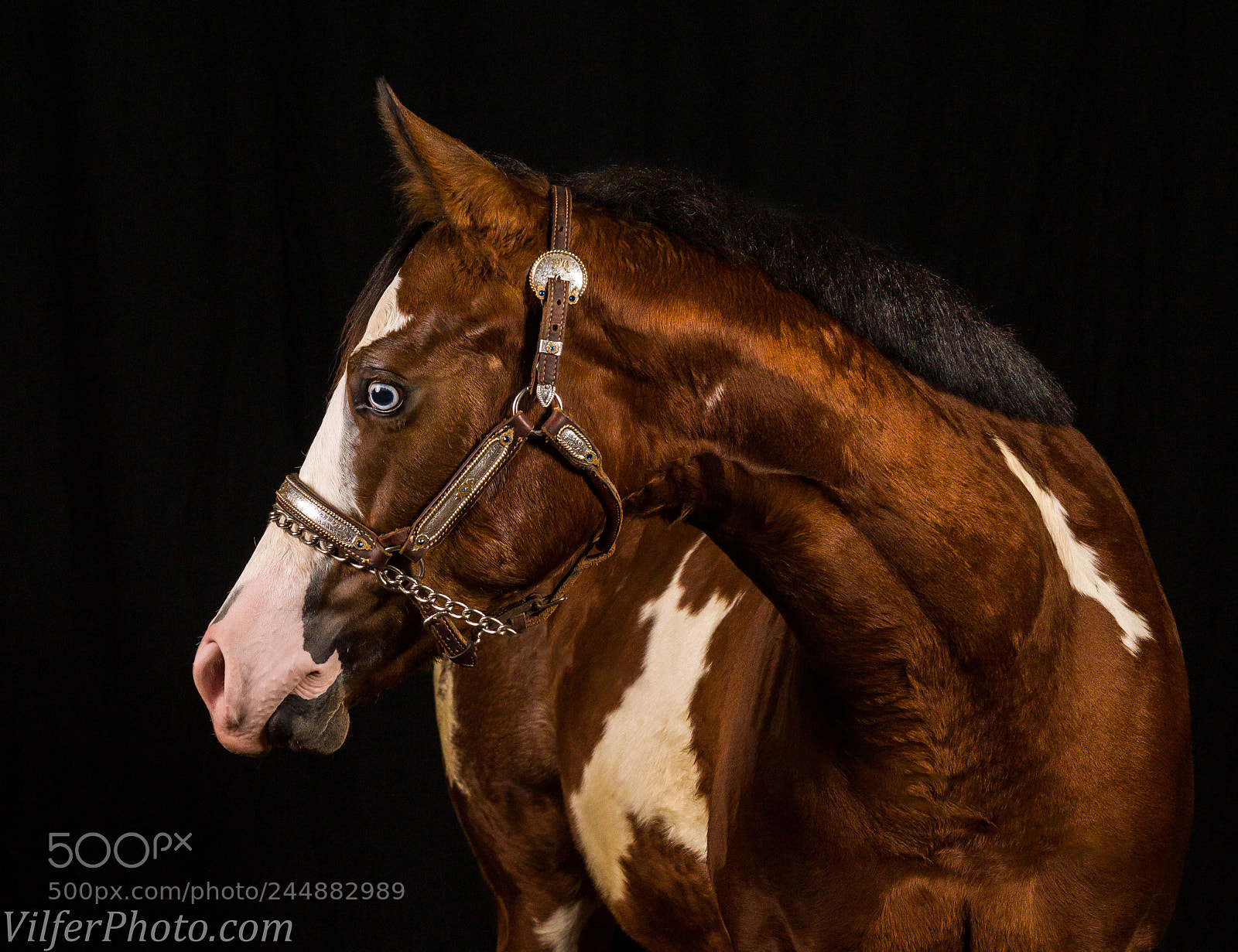 Sony a7R III sample photo. Halter horse photography