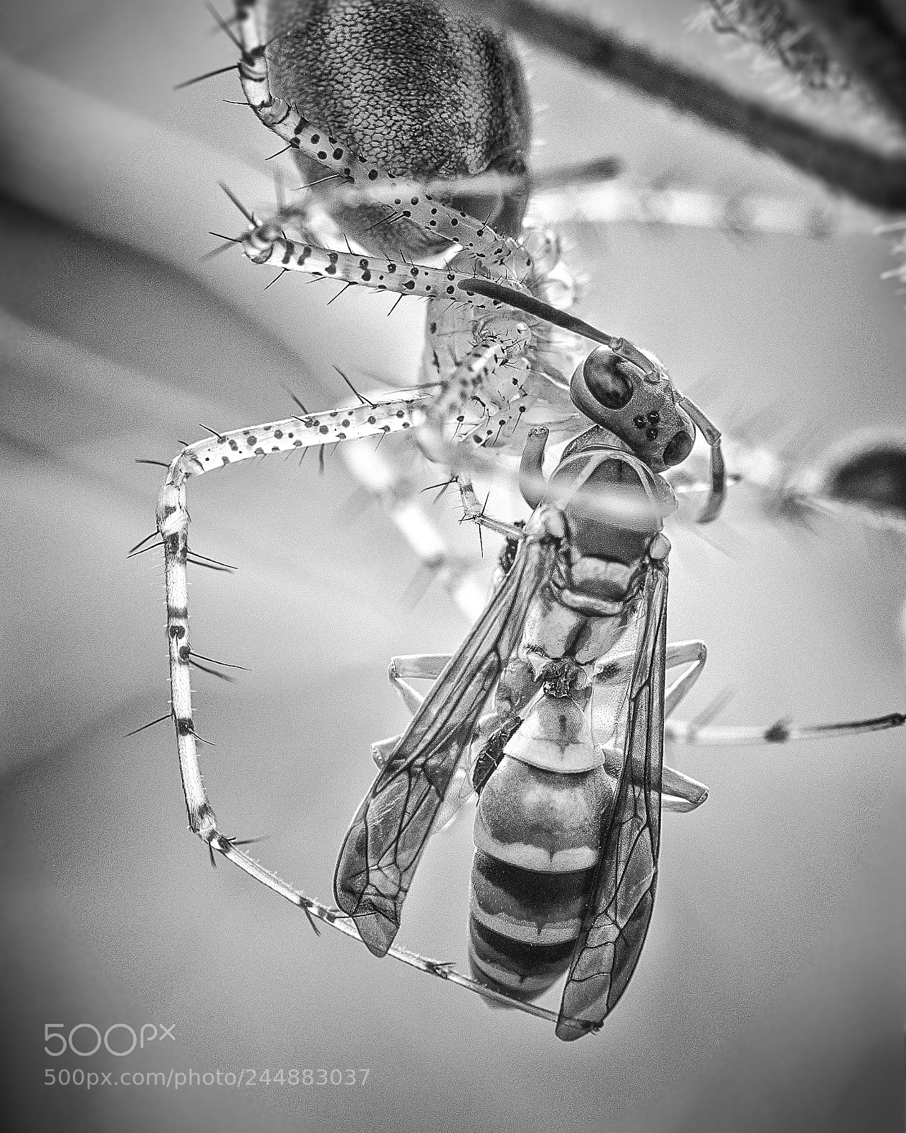 Nikon D5100 sample photo. Hunter and prey 001 photography