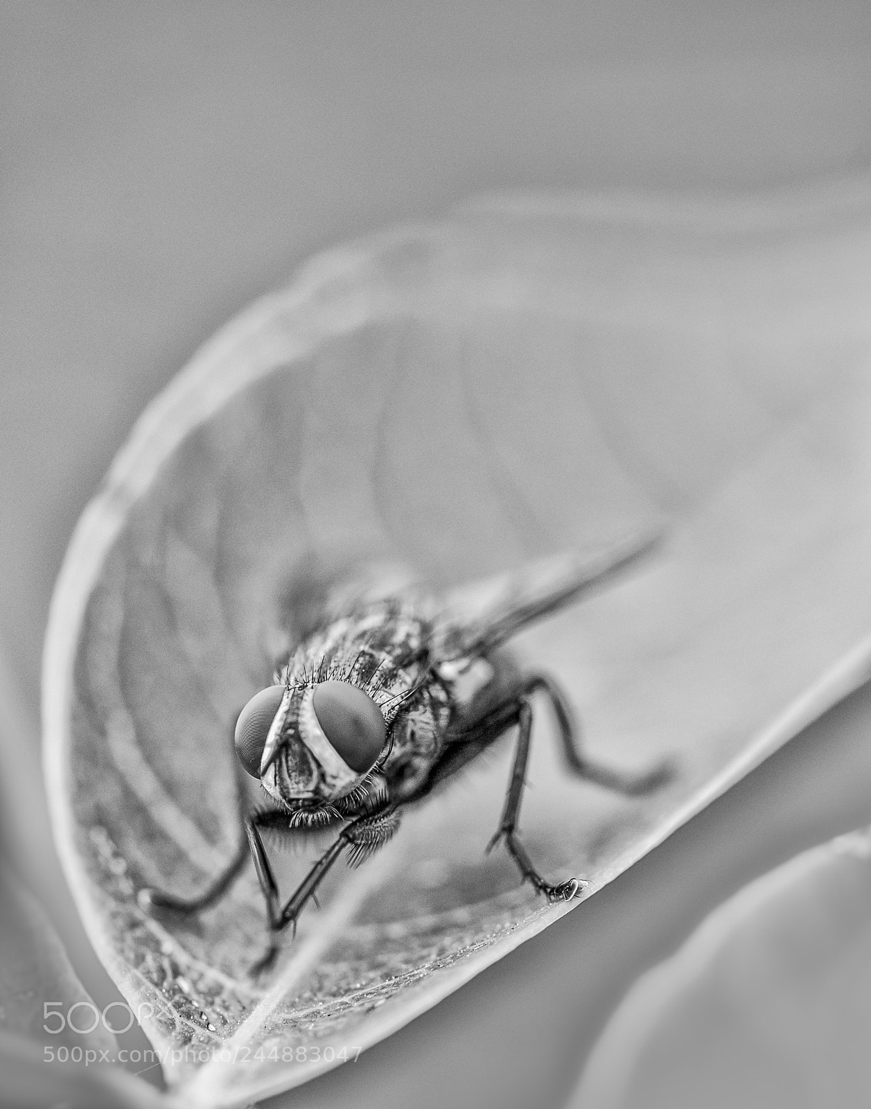 Nikon D5100 sample photo. Hunter and prey 003 photography