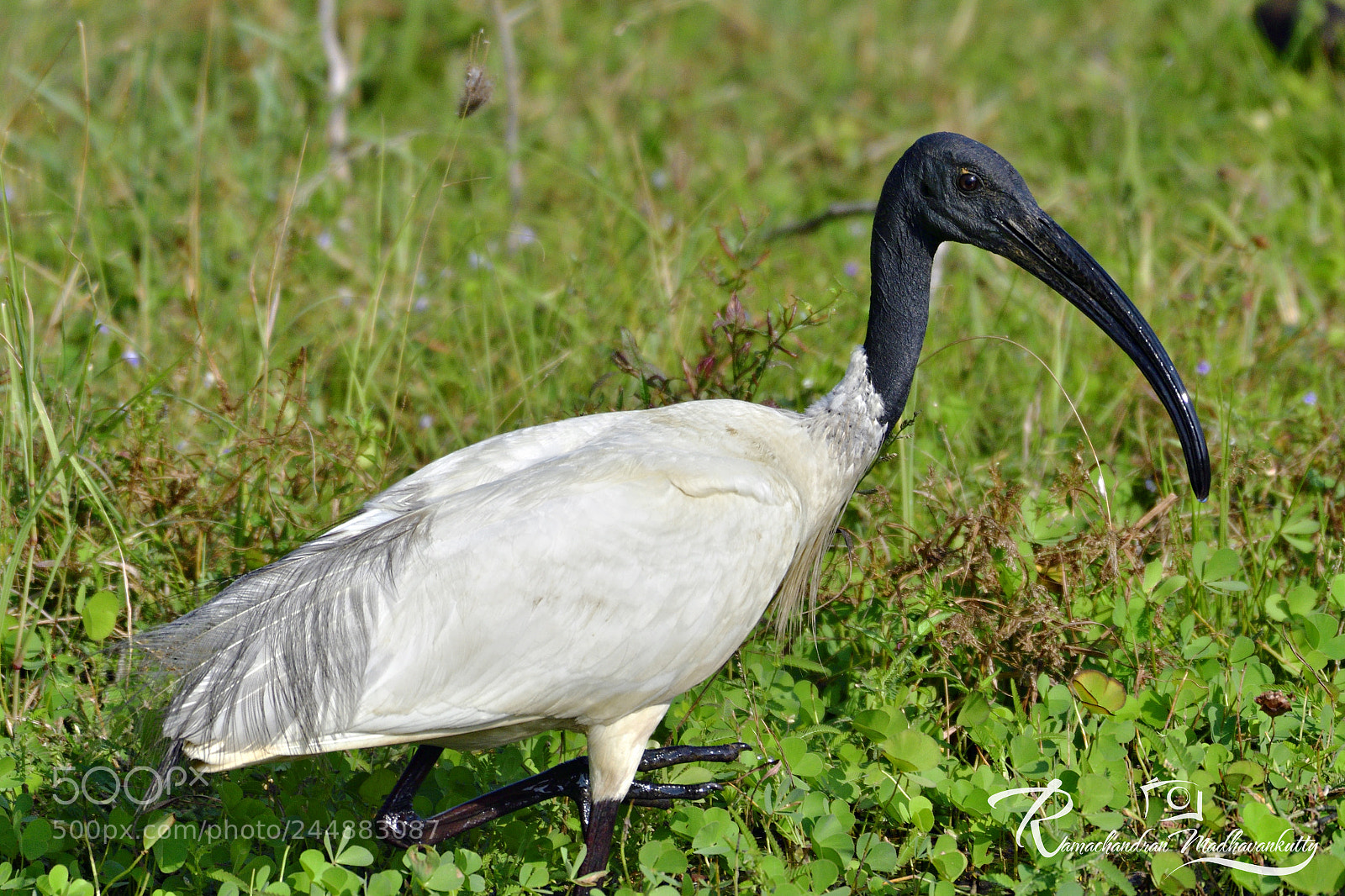 Nikon D500 sample photo. Black headed ibis photography
