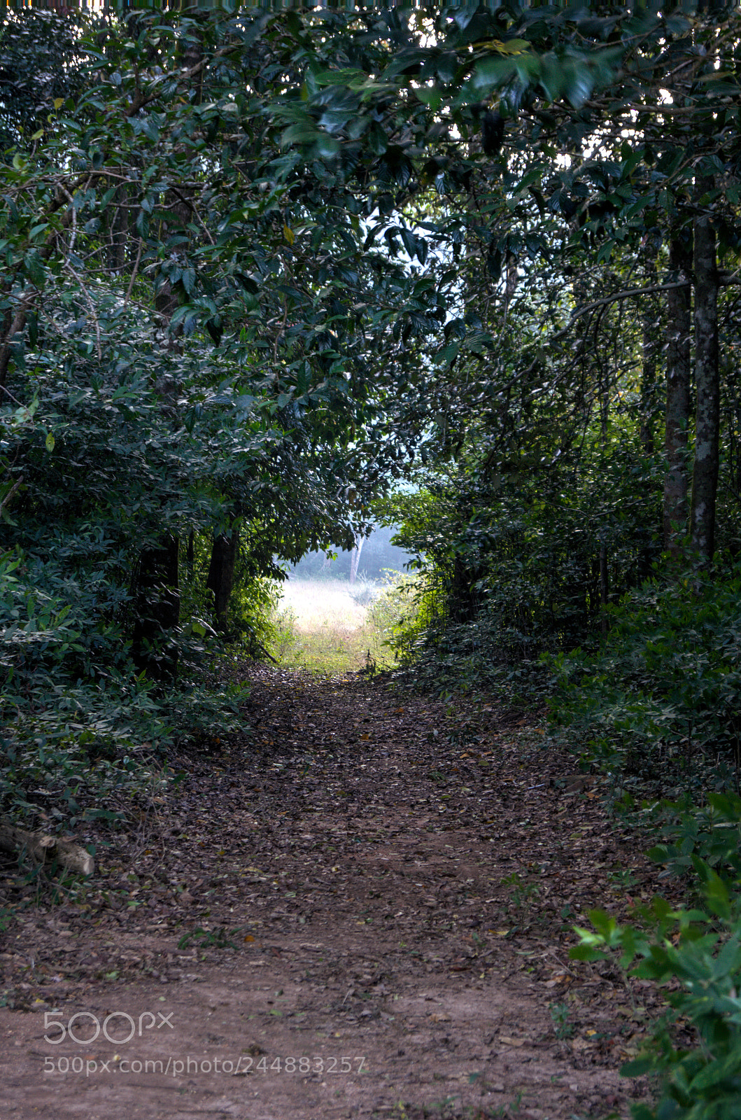 Sony a99 II sample photo. A green hole photography