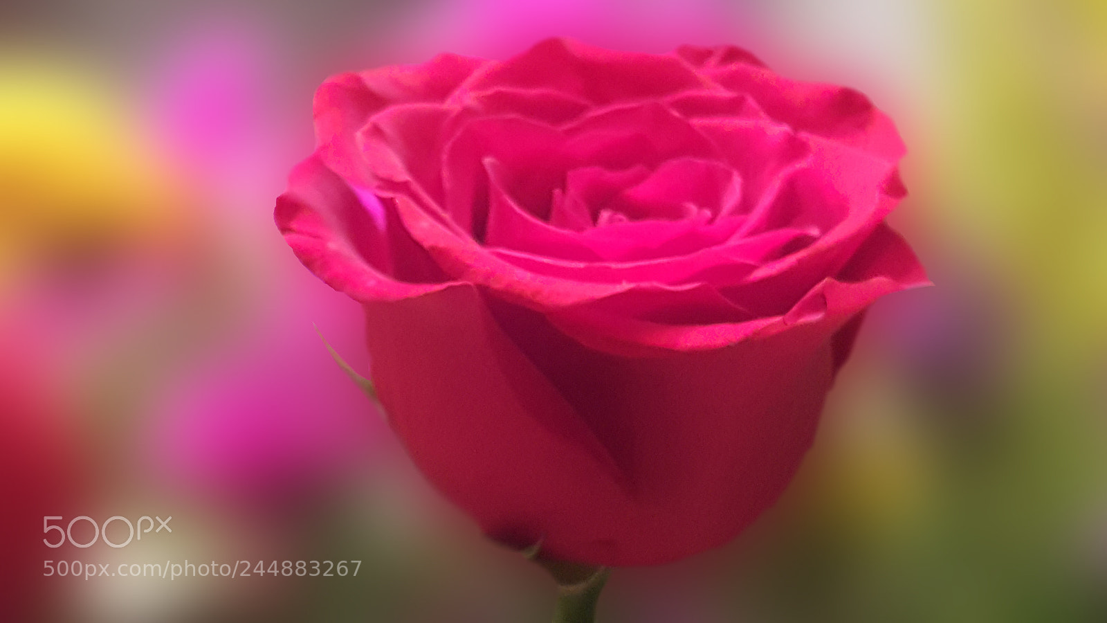 Samsung Galaxy Note5 sample photo. Rose - close up photography