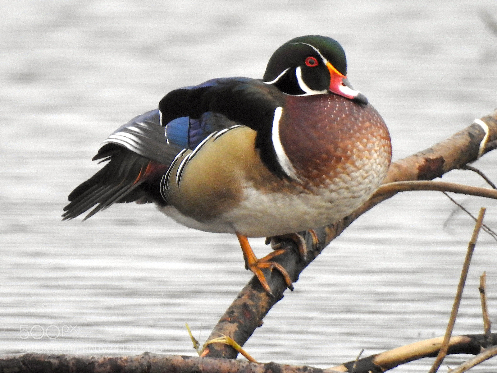 Nikon Coolpix P900 sample photo. Wood duck photography