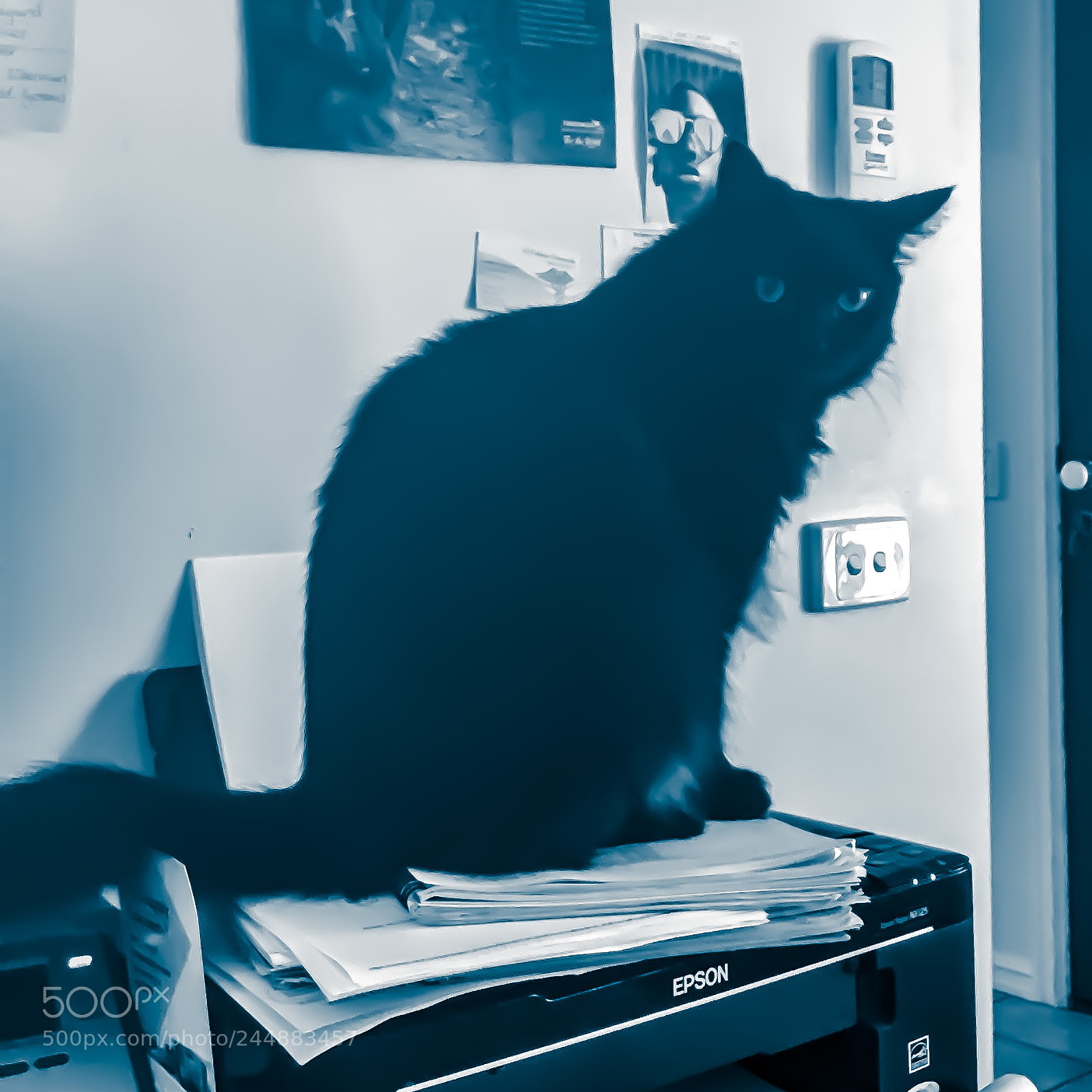 Apple iPad (5th generation) sample photo. My cat frankie ?? photography