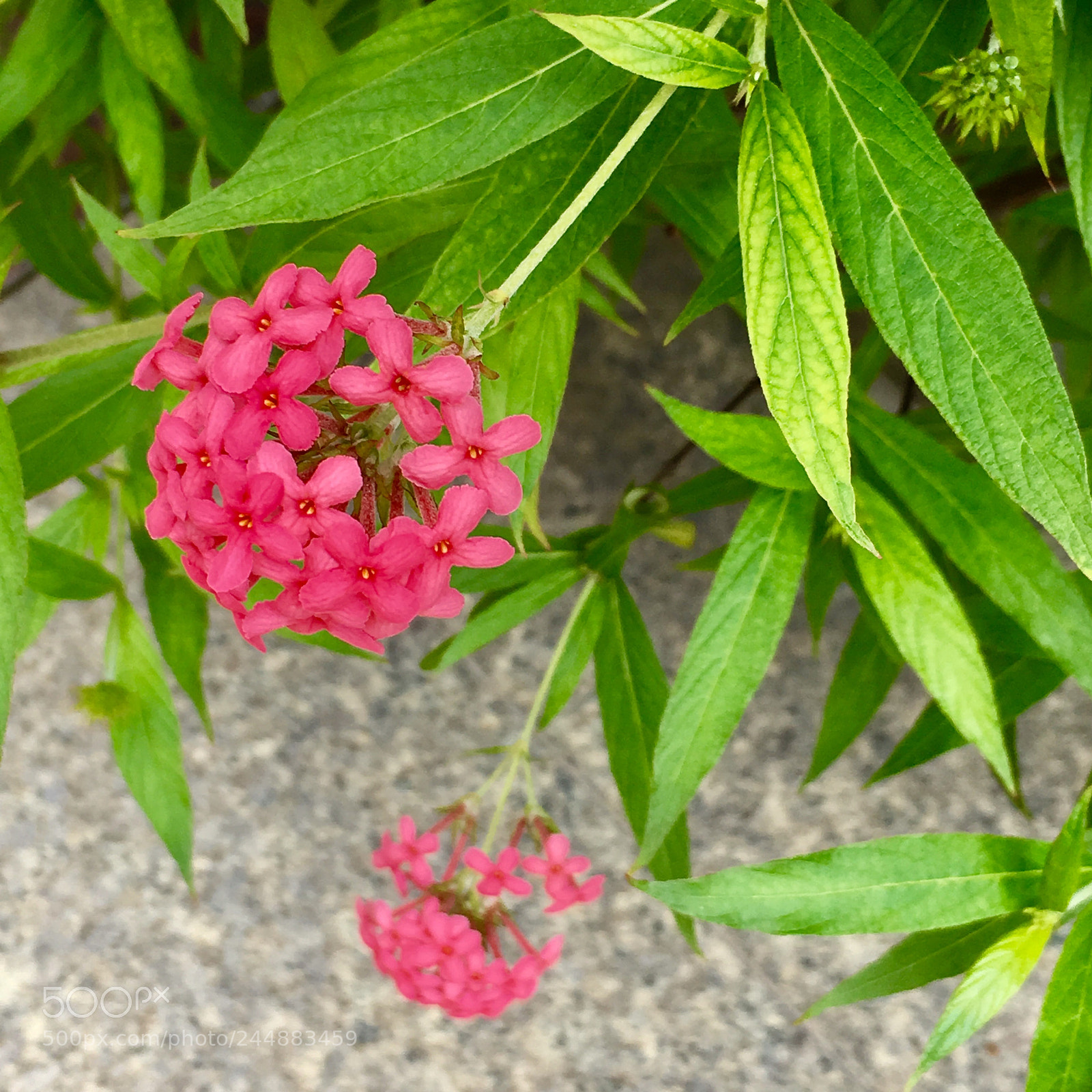 Apple iPhone 6s sample photo. Flower and leaf photography