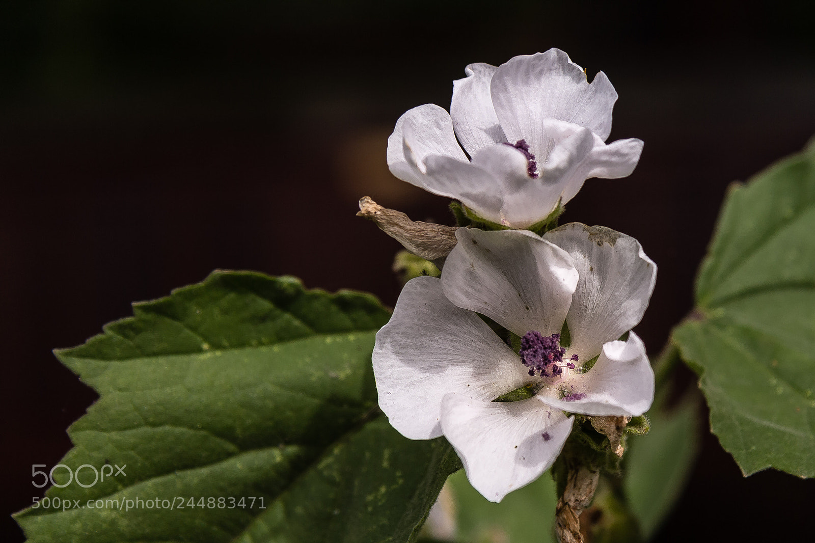 Canon EOS 60D sample photo. Althaea officianalis photography