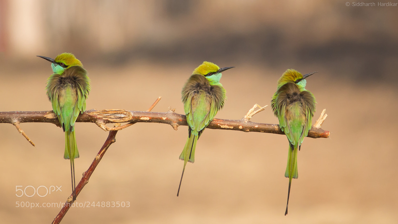 Canon EOS 60D sample photo. Three is a crowd. photography