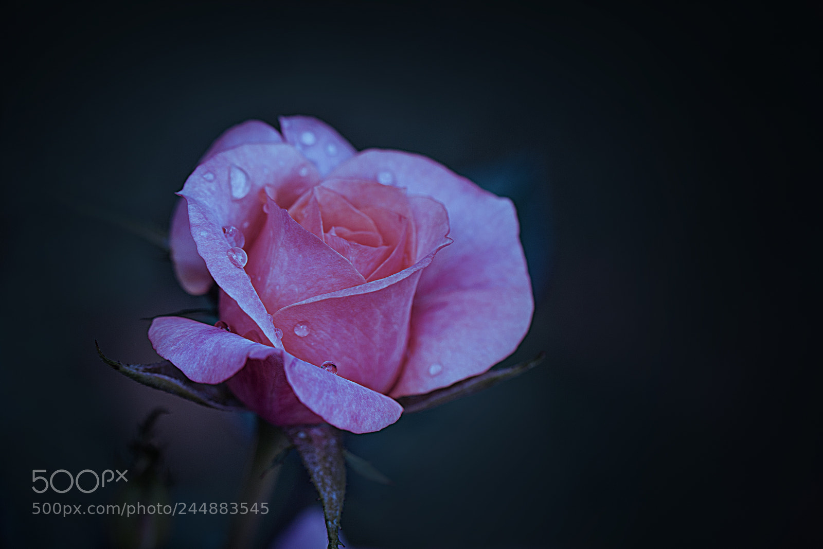 Canon EOS 7D Mark II sample photo. Beautiful rose photography