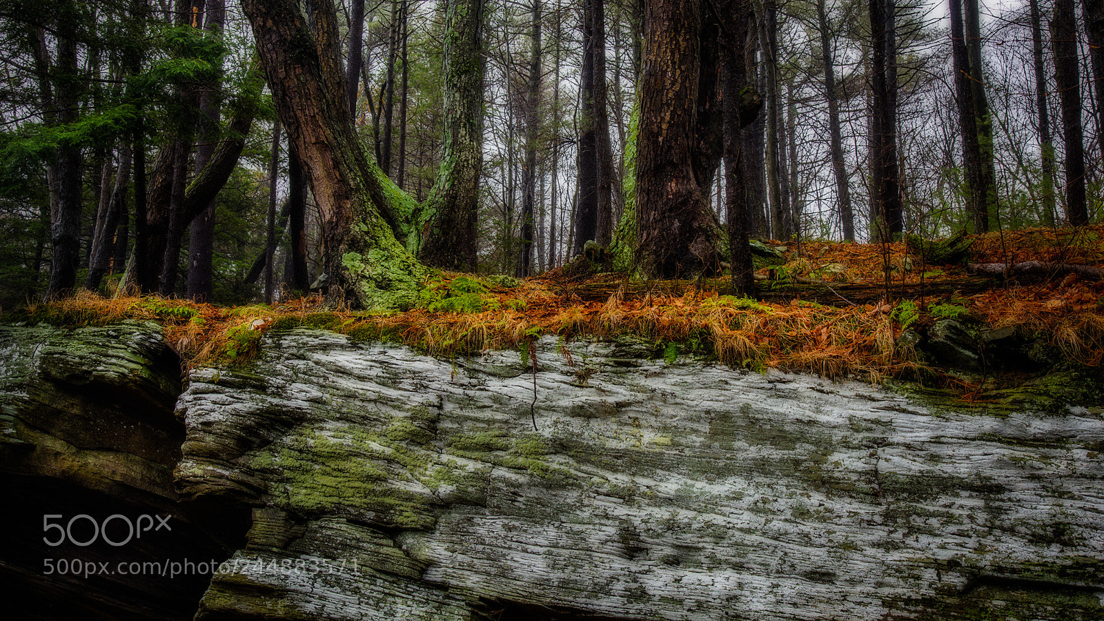 Nikon D810 sample photo. Growing out of rock photography