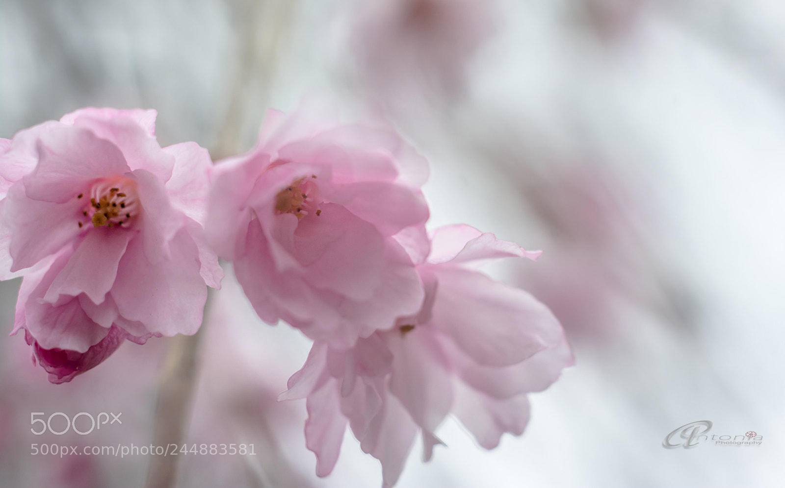 Nikon D7100 sample photo. Untitled photography