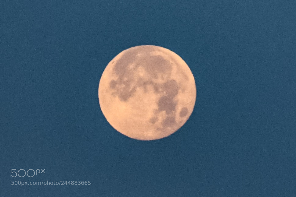 Nikon D850 sample photo. Super blue-blood moon at photography