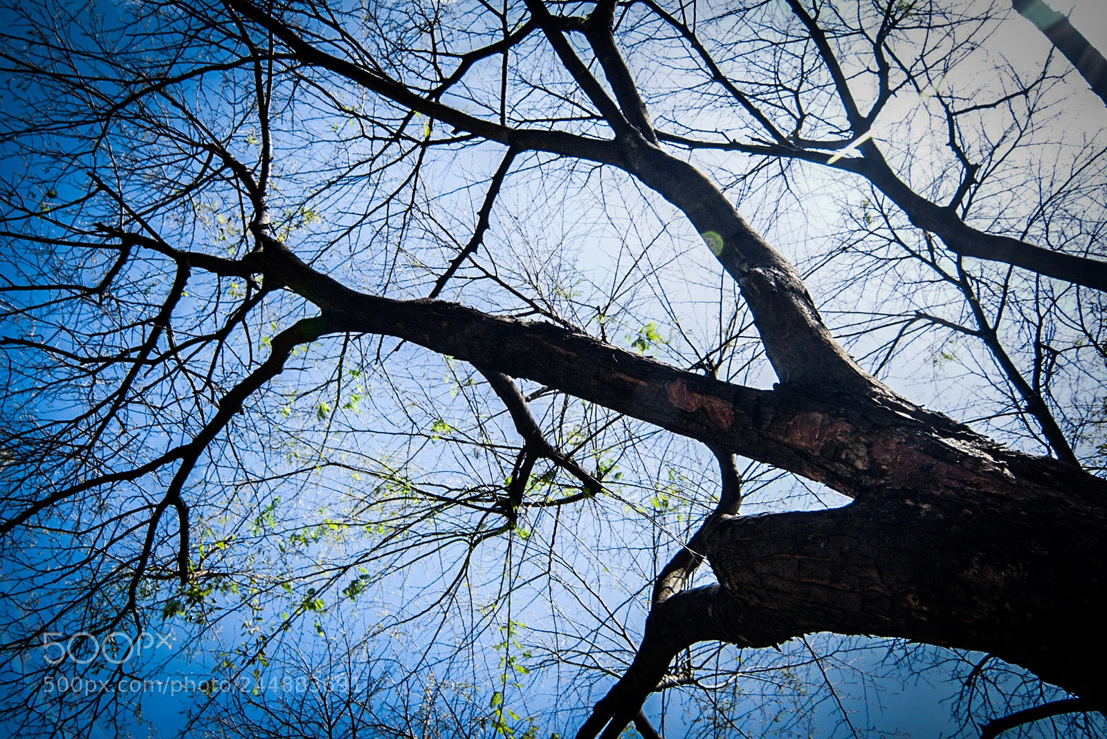 Sony ILCA-77M2 sample photo. Ramas photography