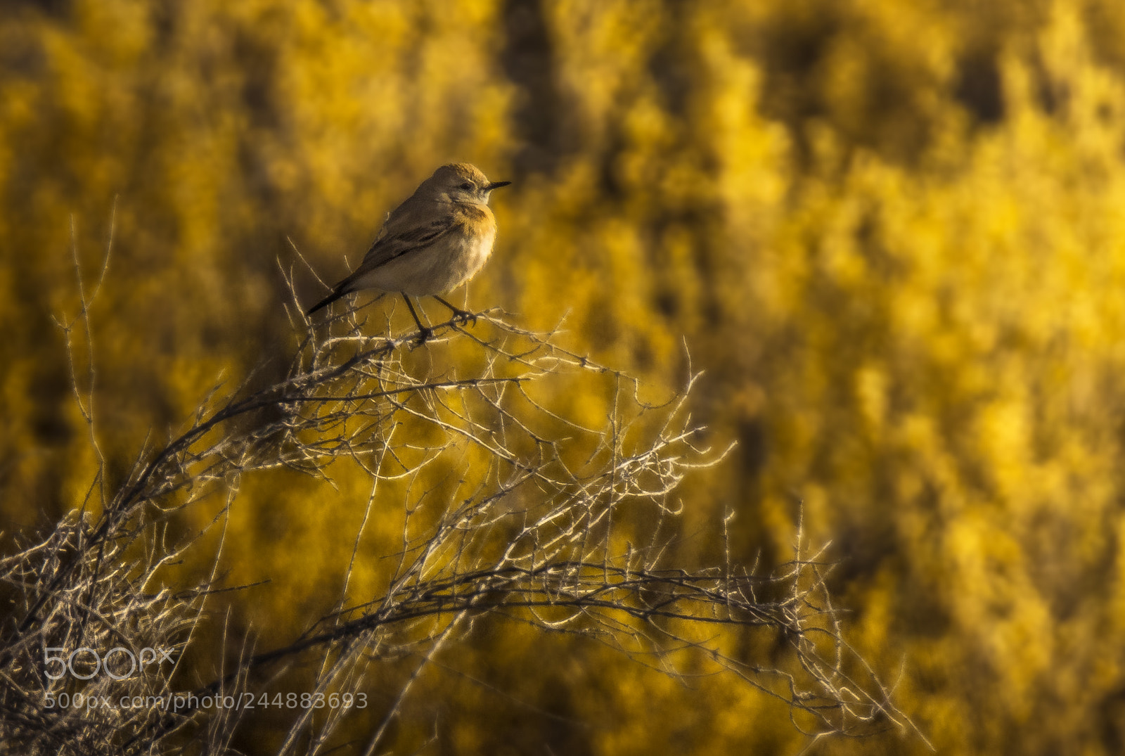 Canon EOS 7D Mark II sample photo. Golden wildlife photography