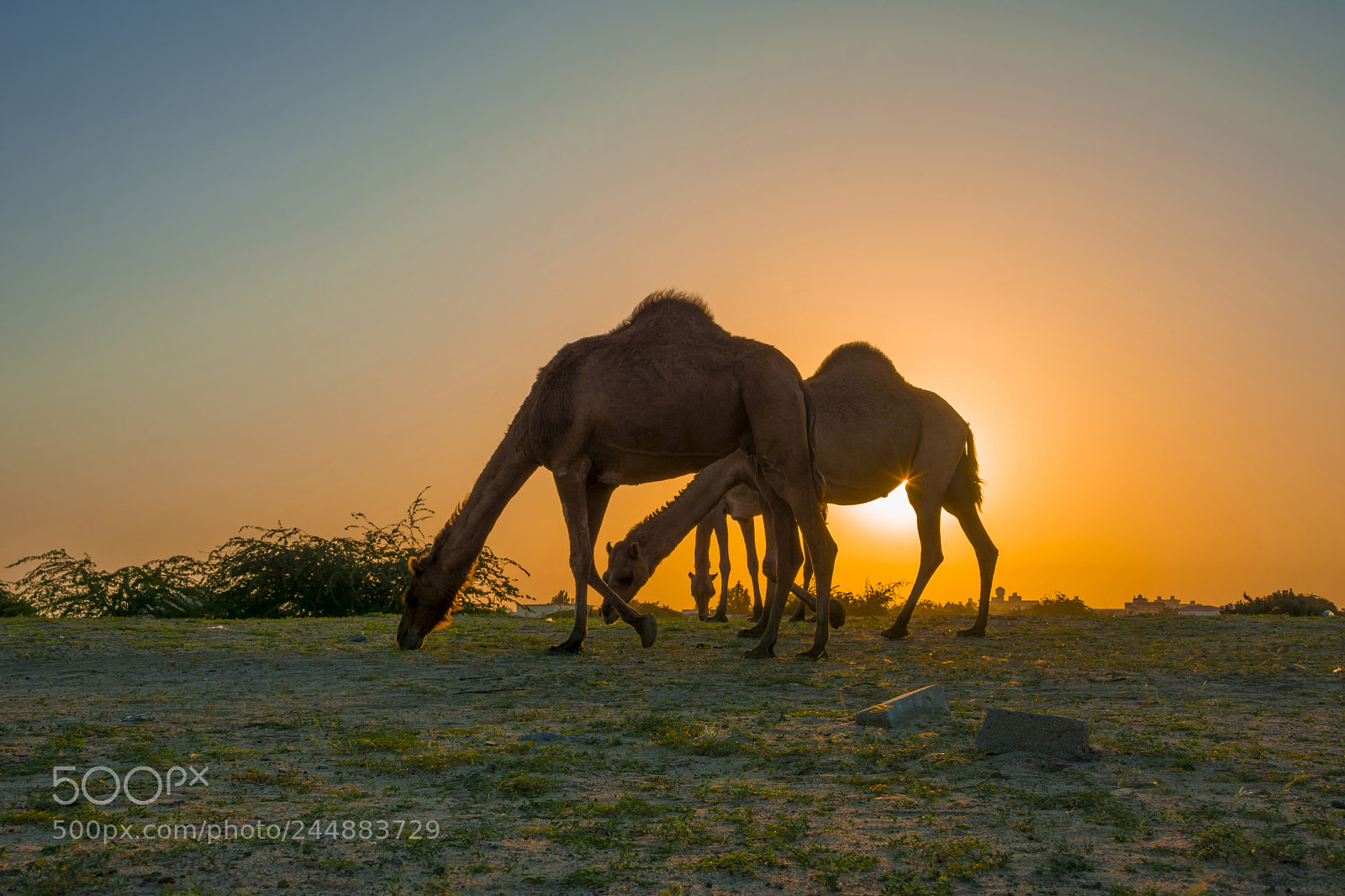 Nikon D7100 sample photo. Camels photography