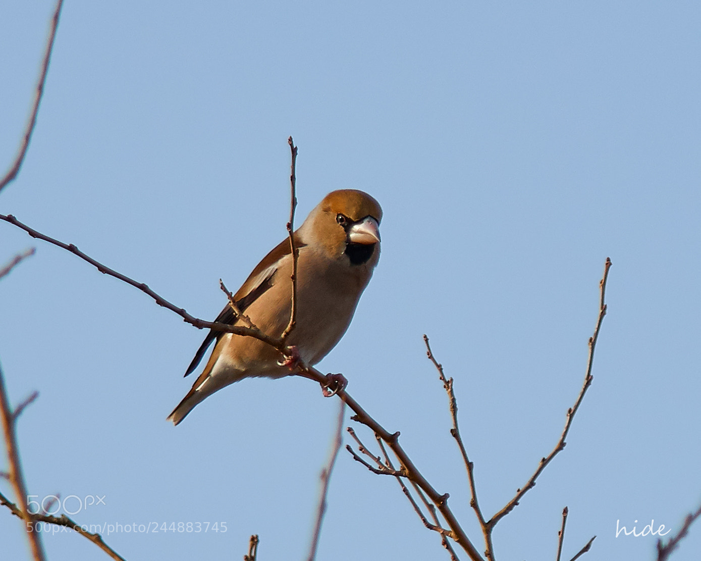 Nikon D500 sample photo. Stern eyes photography