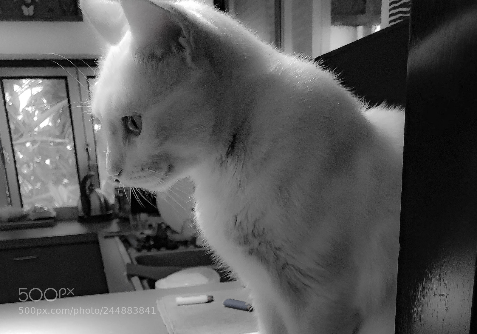 Apple iPhone X sample photo. Cat light photography