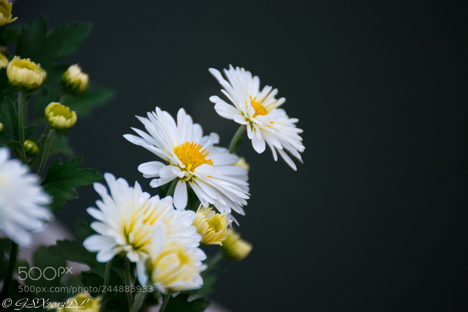 Nikon D7100 sample photo. Untitled photography