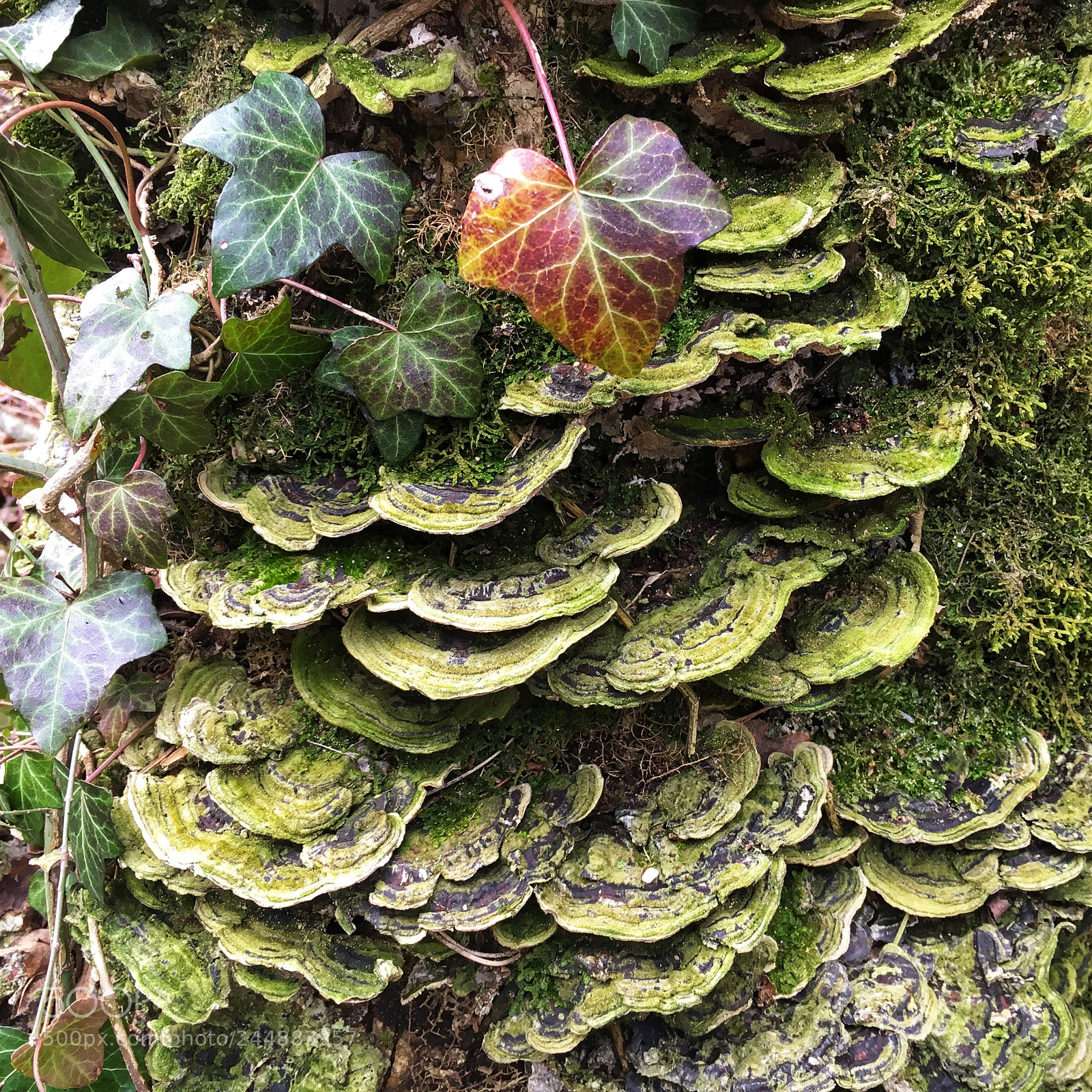 Apple iPhone 6s sample photo. Mushroom photography