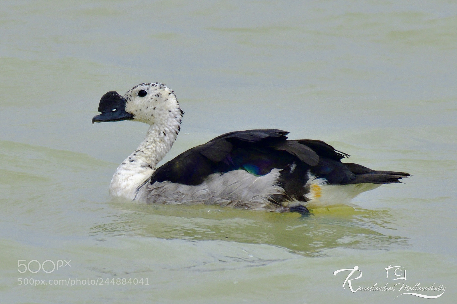Nikon D500 sample photo. Comb duck photography