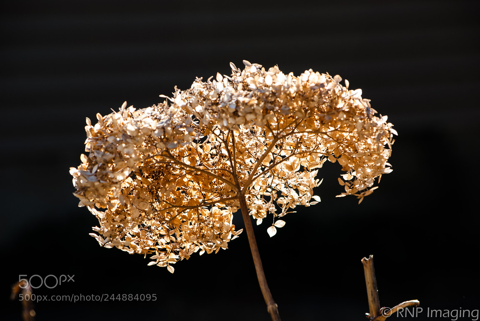 Nikon D200 sample photo. _dsc5269-2.jpg photography