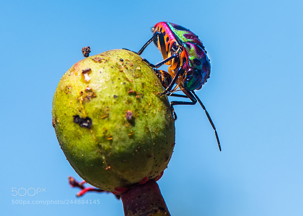 Nikon D810 sample photo. Chrysocoris photography