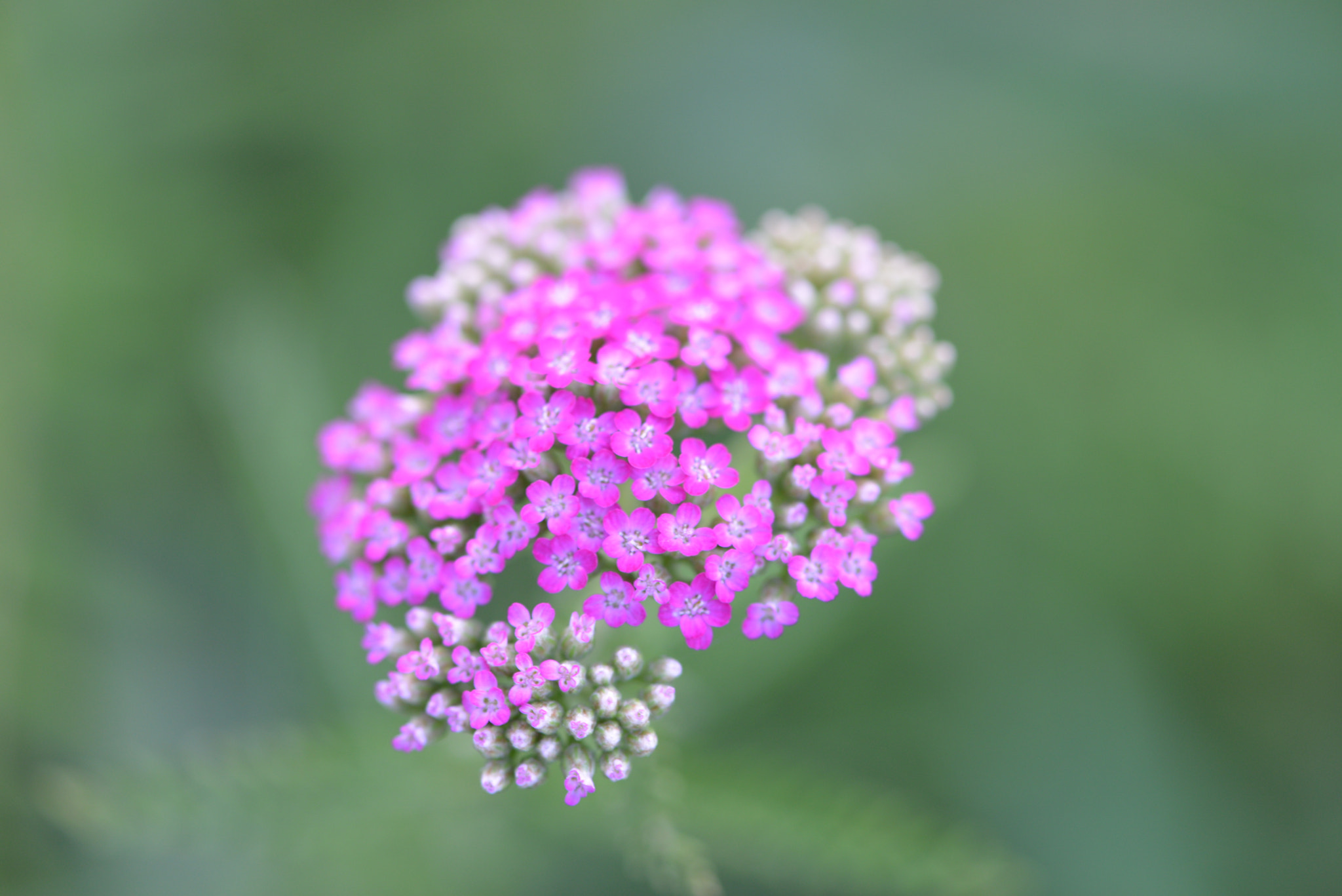 Nikon AF-S Micro-Nikkor 105mm F2.8G IF-ED VR sample photo. Dsc photography