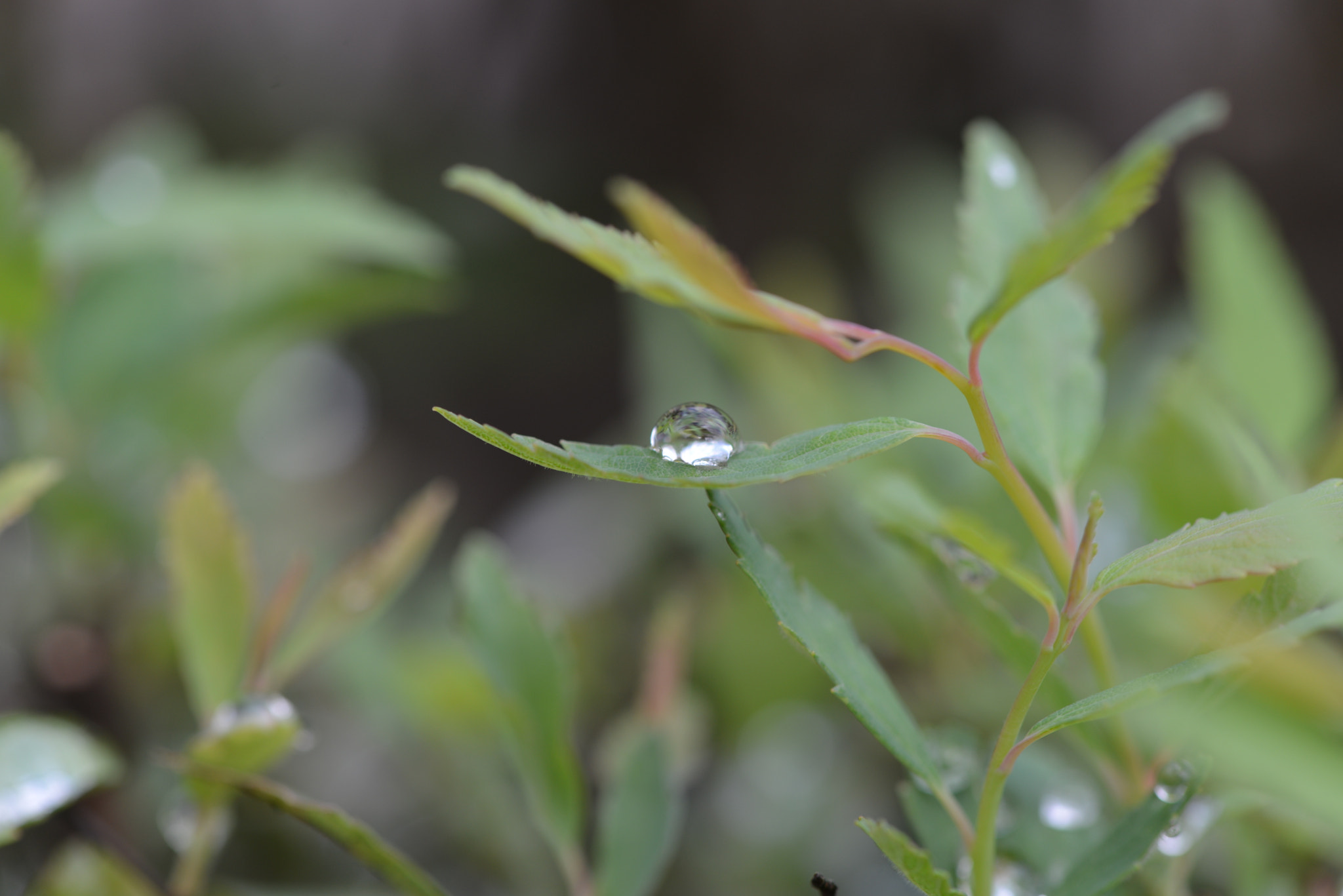 Nikon AF-S Micro-Nikkor 105mm F2.8G IF-ED VR sample photo. Dsc photography