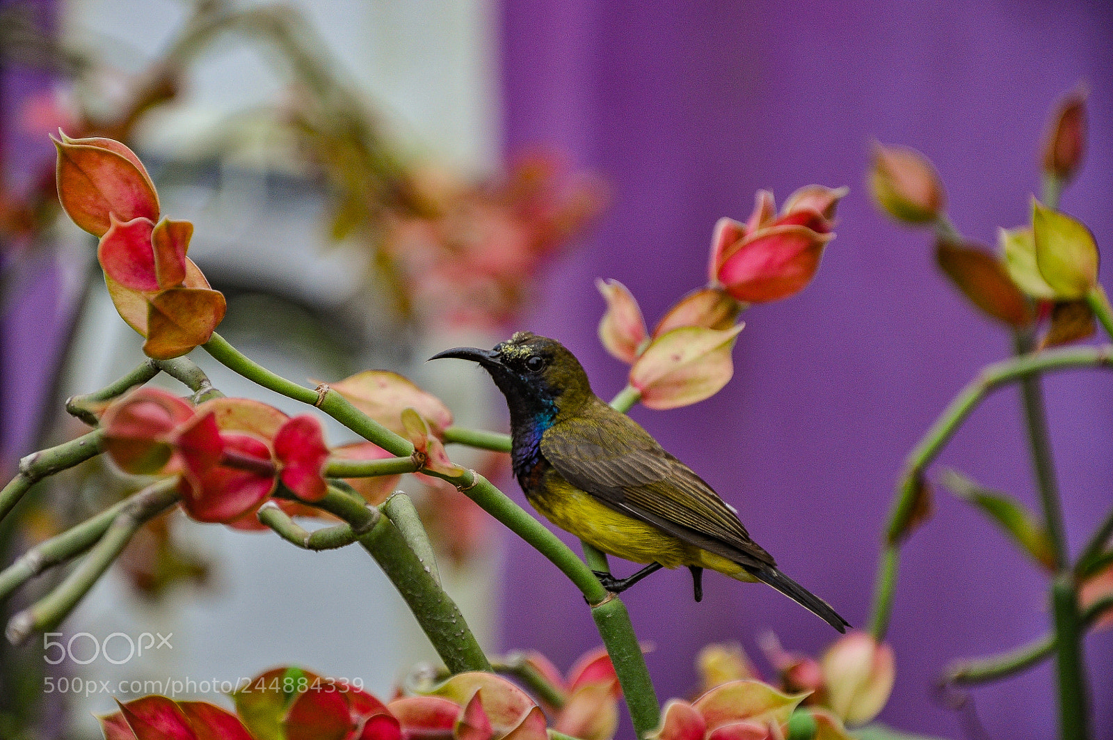 Nikon D90 sample photo. Honey bird photography
